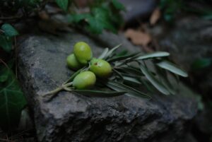 Is Olive Oil Good for Your Skin?